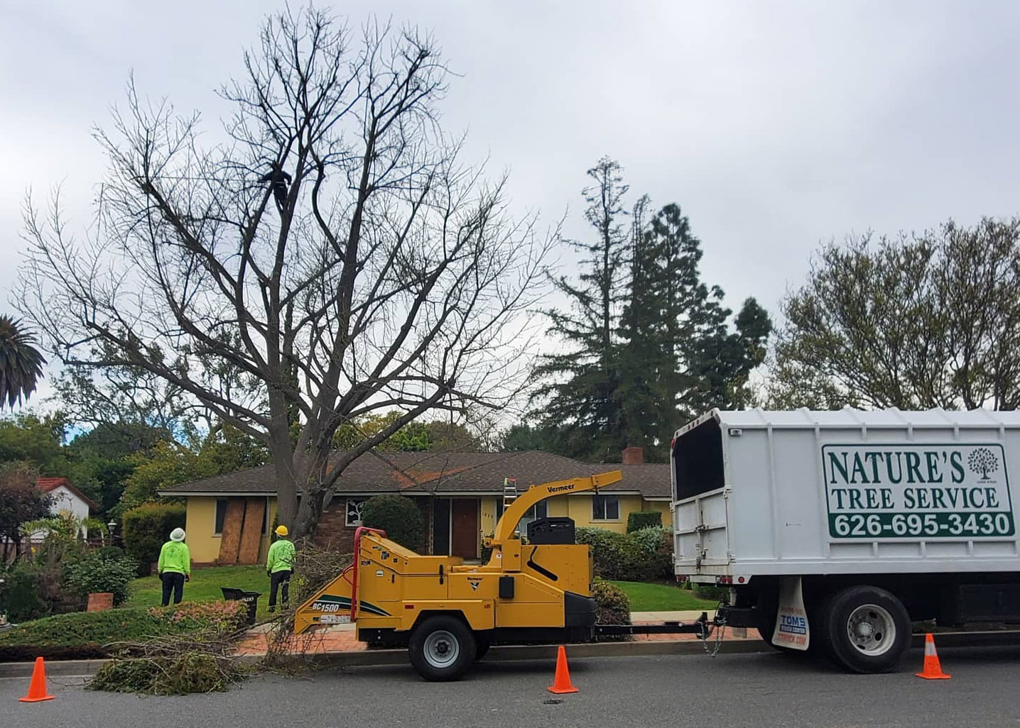 Top Signs Your Tree Needs Trimming or Removal